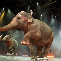 Un Gran Espectáculo Circense se construirá ante tus ojos: Ringling Bros. & Barnum & Bailey BUILT TO AMAZE!